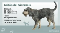El grifón del Nivernais, un sabueso independiente y afectuoso de aspecto triste y pelo enmarañado