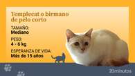 El ‘gato del templo’, o birmano de pelo corto, una rareza felina sin presencia en Europa