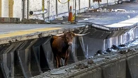 Un toro salta a las vías y retrasa casi una hora los trenes entre Nueva York y Nueva Jersey