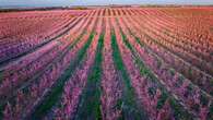 Este es el pueblo de Cataluña perfecto para recibir la primavera en medio de una marea rosa