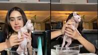 Una joven intenta bañar a su gata Sphynx y se vuelve viral: "¿Baño o exorcismo?"