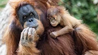 Cuatro orangutanes se escapan de su recinto en el zoo de Fráncfort y obligan a evacuar el parque 