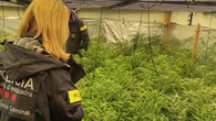Descubren una plantación de marihuana al ir a desahuciar un local en el distrito de l'Eixample de Barcelona por impago
