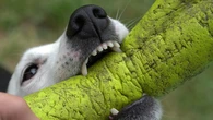 ¿Hay que lavar los juguetes de perros y gatos? Sí y te explicamos por qué
