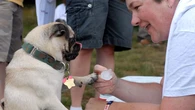 El motivo por el que nunca deberías recurrir al hielo para refrescar a tu perro en plena ola de calor, según un veterinario