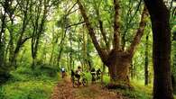 El bosque con los castaños más altos de Europa está en España