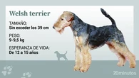 El welsh terrier, un perro cariñoso, bueno con los niños y muy enérgico