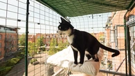 ¿Mejor fuera que dentro? Una organización desmonta los mitos sobre los gatos con acceso al exterior