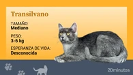 El gato transilvano, la nueva raza felina nacida en los Cárpatos