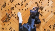 Sensibilidad al gluten en los animales de compañía: ¿existen los perros celiacos?