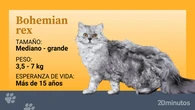Así es el bohemian rex o gato de pelo rizado checo, una mutación espontánea de los gatos persas