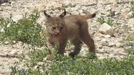 Nacen en Lorca los dos primeros cachorros de lince ibérico de Murcia
