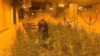 Desmantelada una plantación de marihuana en Vilassar de Mar: hay tres detenidos