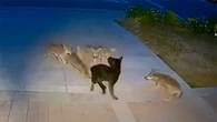 Un perro sobrevive al ataque de cinco coyotes: estuvieron más de 40 minutos peleando