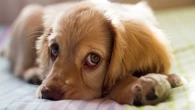Hacer del baño un hábito: cómo enseñar a tu cachorro a controlar sus esfínteres