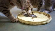 ¿Cuántas veces comen los gatos al día? "Hay varios factores que influyen en la frecuencia"
