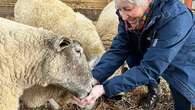 La 'oveja más solitaria del mundo' se reúne con la mujer que le salvó la vida