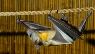 Tener murciélagos como mascota en España, una realidad legal poco conocida