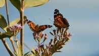 La sequía en Catalunya provocó la mayor extinción de mariposas desde que hay registros