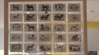 Francia inaugura un museo para los perros, el segundo más grande del mundo