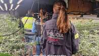 Intervenidas 402 plantas de marihuana en Castell-Platja d'Aro