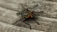 La solución más efectiva para deshacernos de moscas y mosquitos sin esfuerzo ni químicos