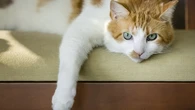 Quince cosas que tienen en común aquellos que conviven con gatos, según una experta