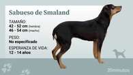 El sabueso de Småland, una raza sueca que combina perros alemanes, polacos, ingleses y spitz locales