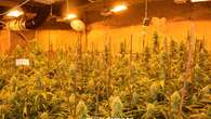 Desmantelan 4.200 plantas de cultivo de marihuana en municipios de Lleida y Tarragona