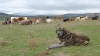 Cómo debemos actuar si nos cruzamos con perros mastines en el campo: 