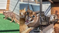 Casi una veintena de animales escondía este matrimonio para su posterior venta ilegal