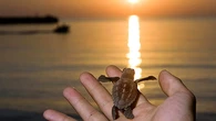 Panamá incauta 839 huevos de tortuga baula y se detiene a cuatro personas 