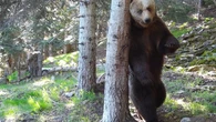 Detectan 15 ejemplares de osos pardo diferentes en la Vall d'Aran