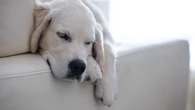 Este aspirador para animales domésticos es barato y muy efectivo incluso en tapicerías