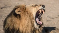 Estos son los animales más mortíferos: ninguno de los tres primeros es un gran carnívoro
