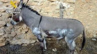 Investigado en Moratalla por atar un burro a un remolque y arrastrarlo medio kilómetro