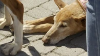 Más de 30 perros afectados por la DANA desfilan en busca de un hogar en Valencia: "No pueden caer en el olvido"