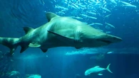 Un adolescente hospitalizado grave tras ser atacado por un tiburón en el sur de Australia