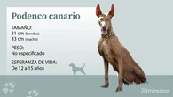 El podenco canario, una joya marcada por siglos de historia y abandono