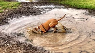 ¿Por qué a muchos perros les gusta tanto revolcarse en barro? ¿Conlleva riesgos?
