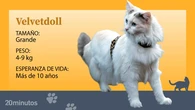 La dócil raza felina del velvetdoll, solo reconocida en Nueva Zelanda