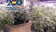 Incautadas mil plantas de marihuana en un sótano de Granada: se accedía por un agujero dentro del armario de una habitación