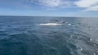 Avistan una impresionante ballena jorobada albina en aguas de Ecuador