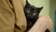 ¿Tu gato confía en ti? Conoce los tres diferentes tipos de apego felinos