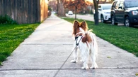 Consejos para poder soltar a nuestro perro durante los paseos