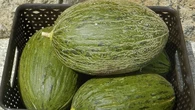 Seis muertos en Canadá por melones de México contaminados con salmonela