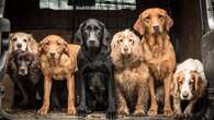 Cómo es el grupo canino de perros cobradores, levantadores de caza y perros de agua: razas, origen y características