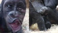 Las divertidas muecas que hace este bebé gorila a los visitantes del zoo