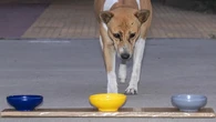 ¿Tienen los perros un color favorito? Un estudio ha encontrado la respuesta y no es la que imaginamos