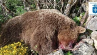 Muere un oso pardo tras precipitarse por una zona escarpada de Cangas de Narcea